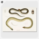 2-5_Indian-Zoology_picture-crop