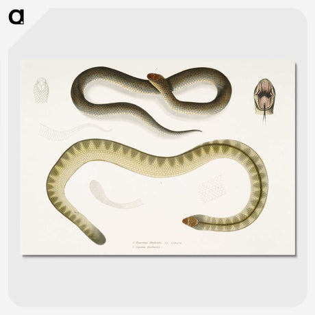 2-5_Indian-Zoology_picture-crop