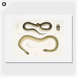 2-5_Indian-Zoology_picture