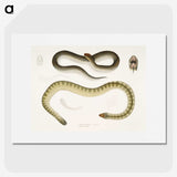 2-5_Indian-Zoology_picture