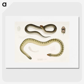 2-5_Indian-Zoology_picture