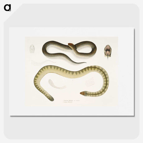 2-5_Indian-Zoology_picture