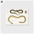 2-5_Indian-Zoology_postcard