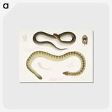 2-5_Indian-Zoology_postcard