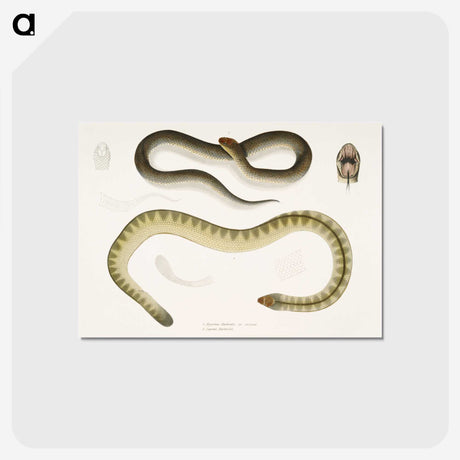 2-5_Indian-Zoology_postcard