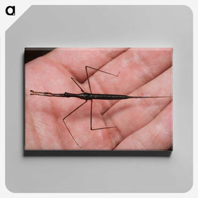2-5_Insects-Unlocked-Project_canvas