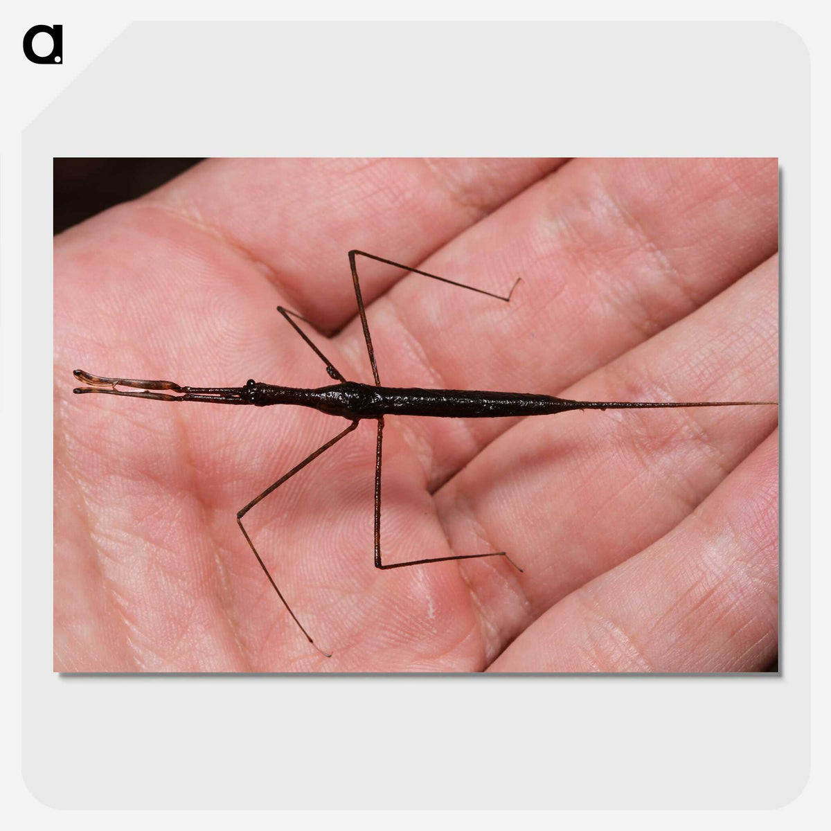 2-5_Insects-Unlocked-Project_picture-crop