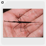 2-5_Insects-Unlocked-Project_picture-crop