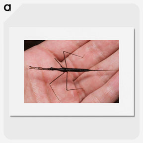 2-5_Insects-Unlocked-Project_picture