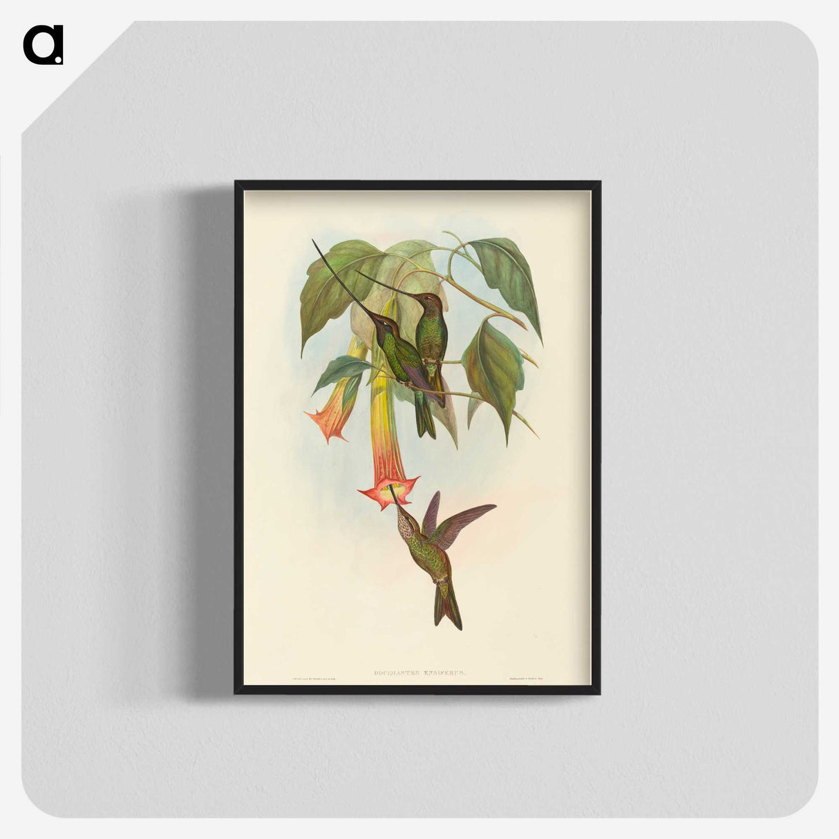 2-5_John-Gould_blk-crop