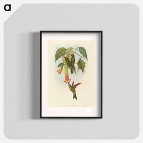 アートポスター-Sword-billed Hummingbird
 - ジョン グールド Poster.
