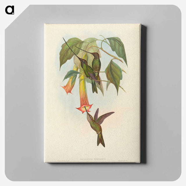 2-5_John-Gould_canvas