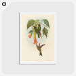 アートポストカード-Sword-billed Hummingbird
 - ジョン グールド Postcard.