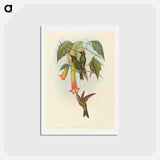 アートポストカード-Sword-billed Hummingbird
 - ジョン グールド Postcard.