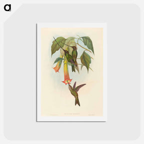 アートポストカード-Sword-billed Hummingbird
 - ジョン グールド Postcard.