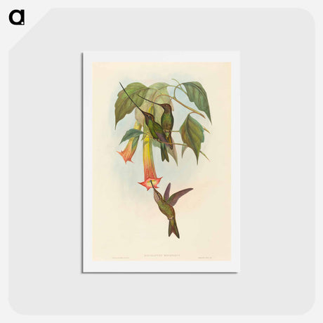 アートポストカード-Sword-billed Hummingbird
 - ジョン グールド Postcard.