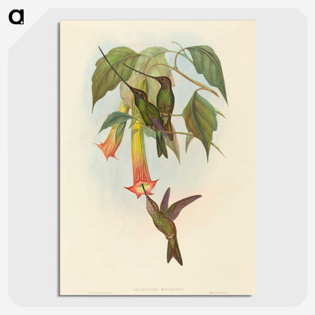2-5_John-Gould_picture-crop