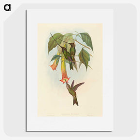2-5_John-Gould_picture