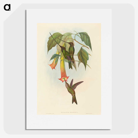 2-5_John-Gould_picture