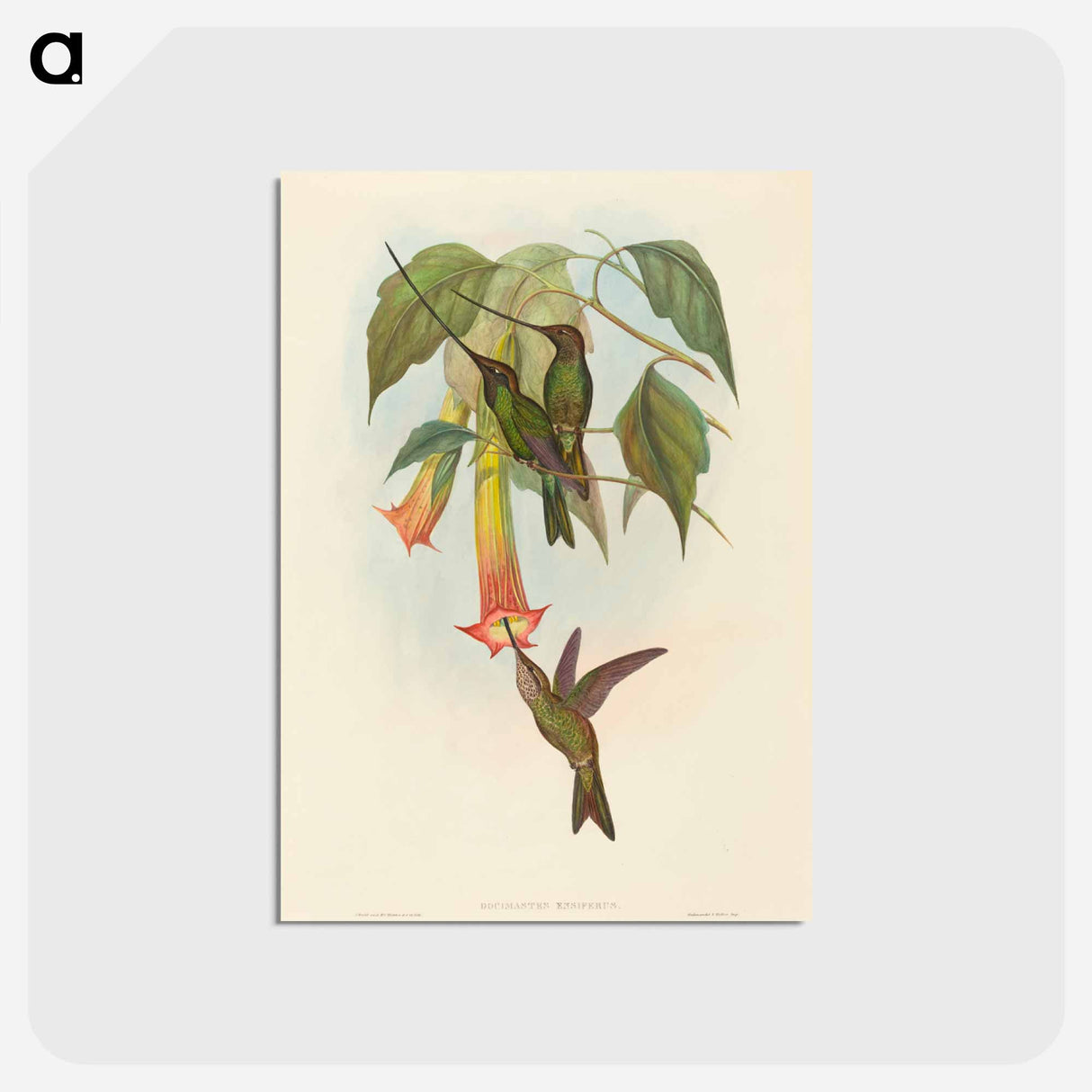 アートポストカード-Sword-billed Hummingbird
 - ジョン グールド Postcard.