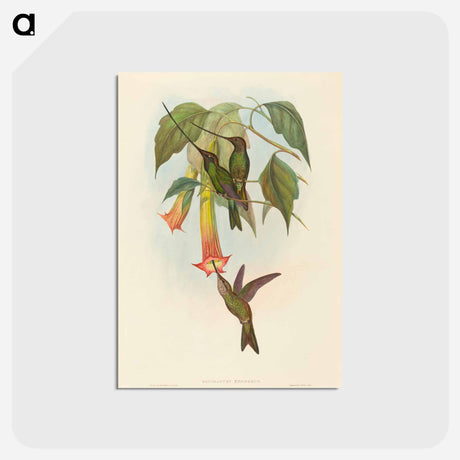 アートポストカード-Sword-billed Hummingbird
 - ジョン グールド Postcard.