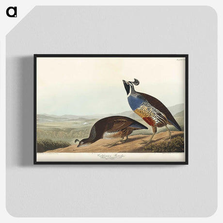2-5_John-James-Audubon_blk-crop