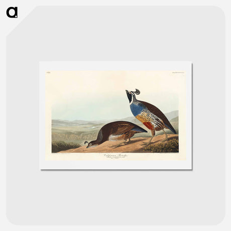 アートポストカード-California Partridge
 - ジョン ジェームス オーデュボン Postcard.