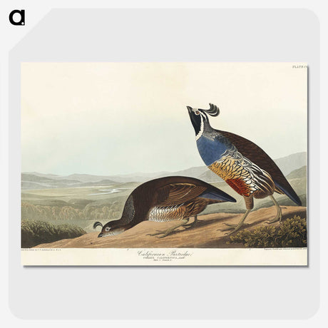 2-5_John-James-Audubon_picture-crop