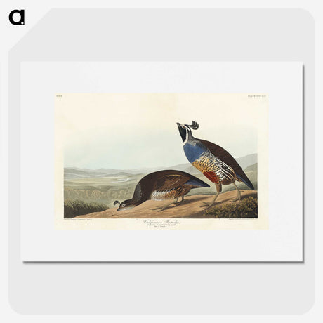 2-5_John-James-Audubon_picture