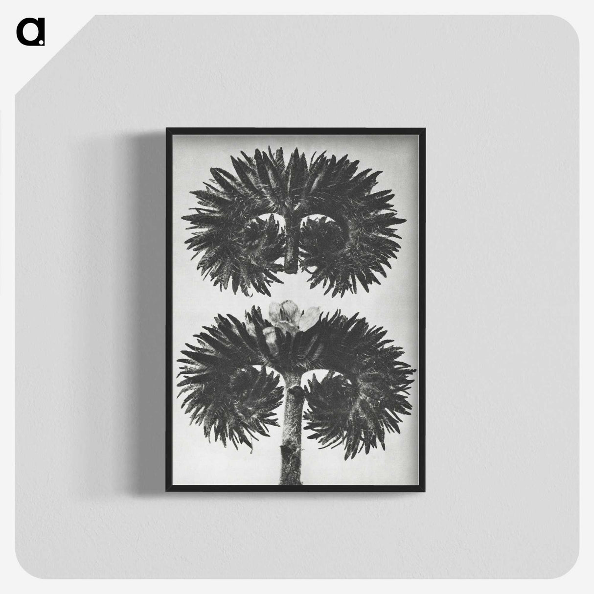 2-5_Karl-Blossfeldt_blk-crop
