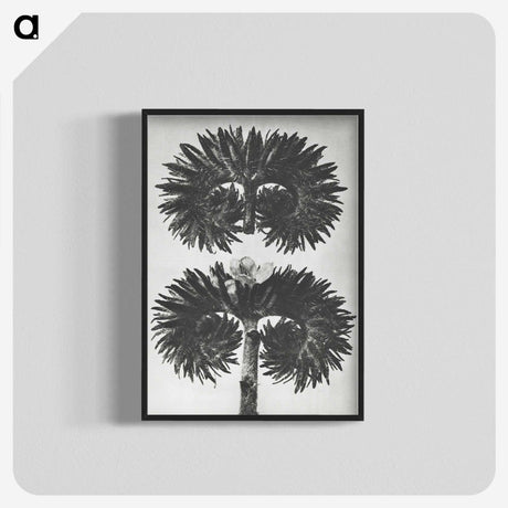 2-5_Karl-Blossfeldt_blk-crop