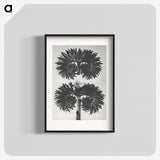 2-5_Karl-Blossfeldt_blk