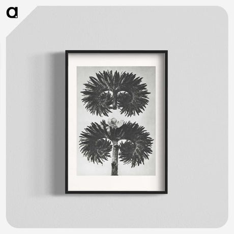 2-5_Karl-Blossfeldt_blk