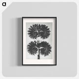 アートポスター-Phacelia Tanacetifolia - カール ブロスフェルト Poster.