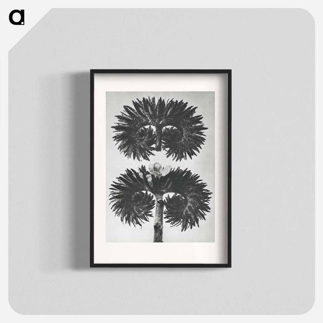アートポスター-Phacelia Tanacetifolia - カール ブロスフェルト Poster.