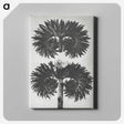 2-5_Karl-Blossfeldt_canvas