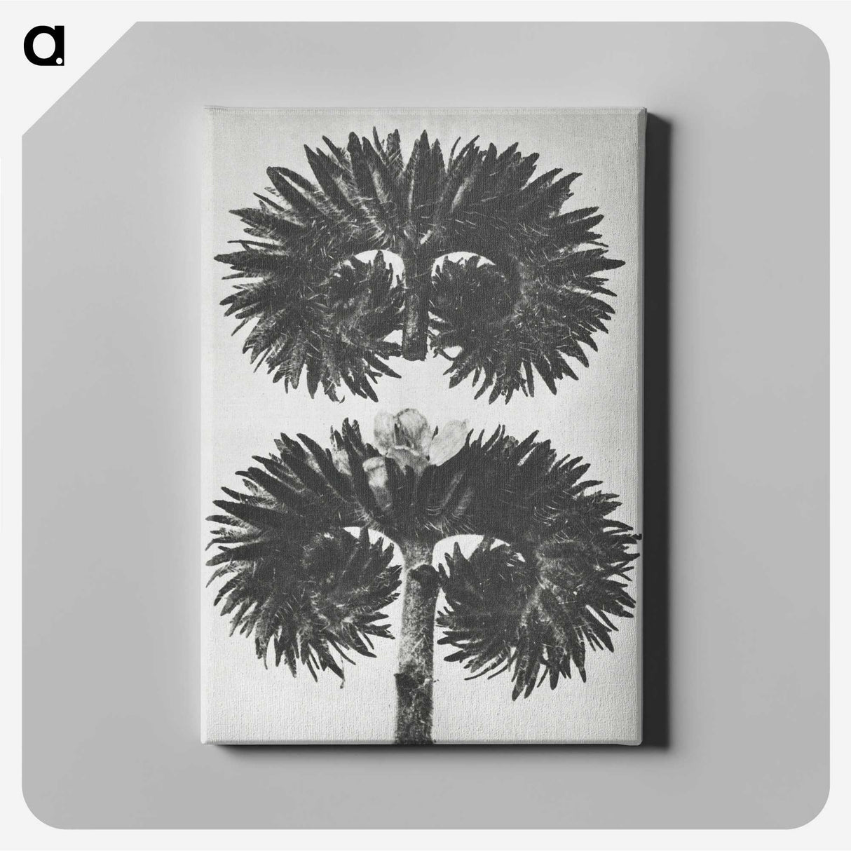 2-5_Karl-Blossfeldt_canvas