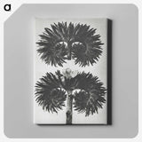 2-5_Karl-Blossfeldt_canvas