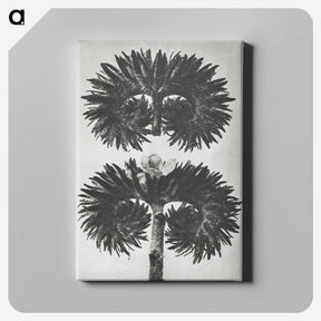 2-5_Karl-Blossfeldt_canvas