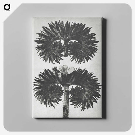 2-5_Karl-Blossfeldt_canvas