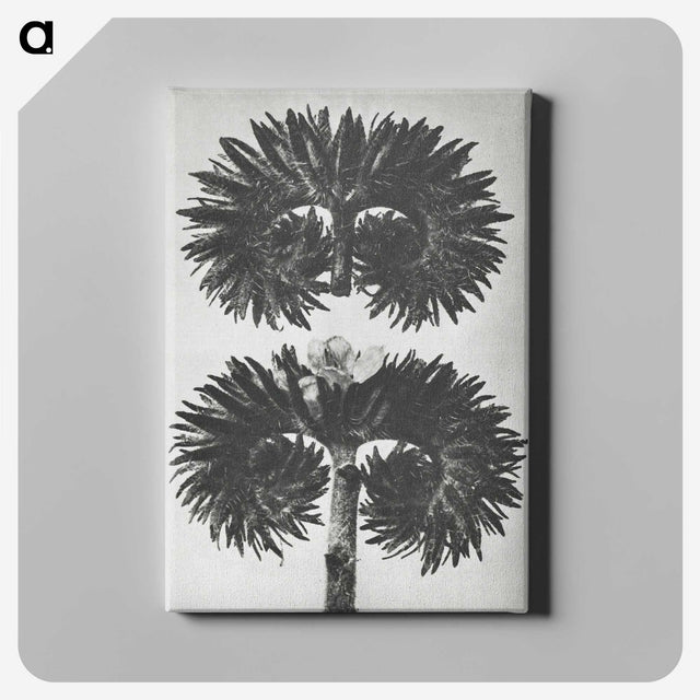 2-5_Karl-Blossfeldt_canvas