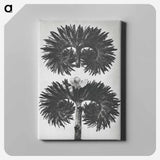 アートパネル-Phacelia Tanacetifolia - カール ブロスフェルト Canvas.