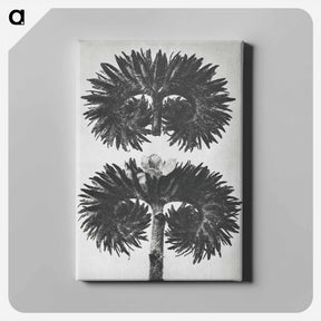 アートパネル-Phacelia Tanacetifolia - カール ブロスフェルト Canvas.
