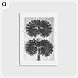 アートポストカード-Phacelia Tanacetifolia - カール ブロスフェルト Postcard.