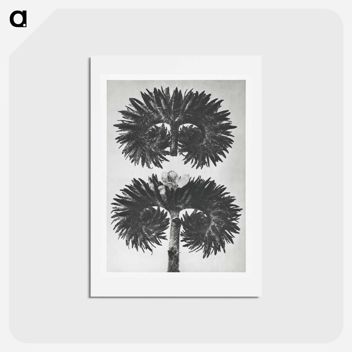 アートポストカード-Phacelia Tanacetifolia - カール ブロスフェルト Postcard.