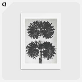 アートポストカード-Phacelia Tanacetifolia - カール ブロスフェルト Postcard.