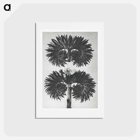 アートポストカード-Phacelia Tanacetifolia - カール ブロスフェルト Postcard.