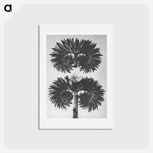 Phacelia Tanacetifolia - カール ブロスフェルト Postcard.