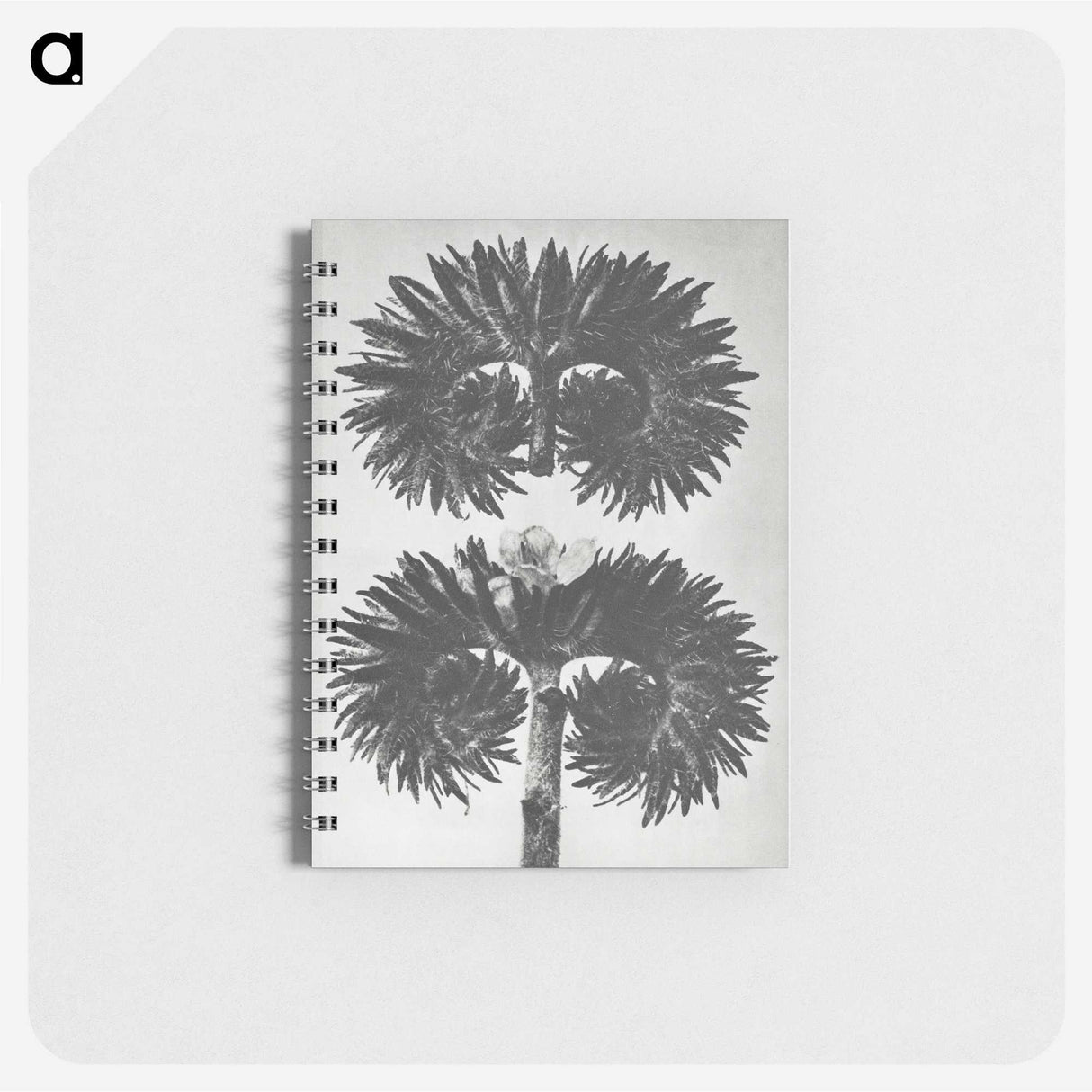 2-5_Karl-Blossfeldt_memo