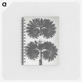 2-5_Karl-Blossfeldt_memo
